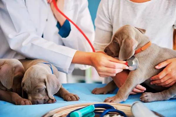 Ar comprimido Veterinário